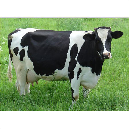 Holstein Friesian Cow