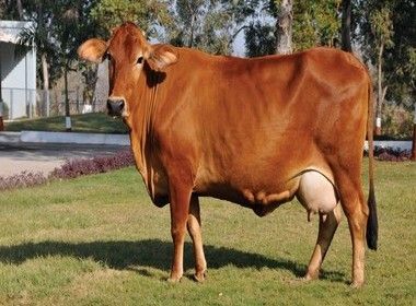 Pure Sahiwal Cow