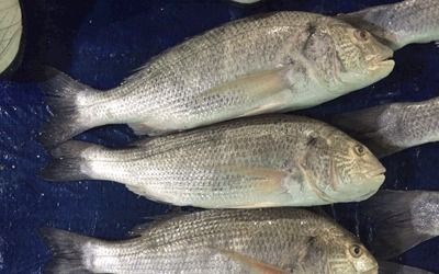 White Wheels Black Sea Bream Fish