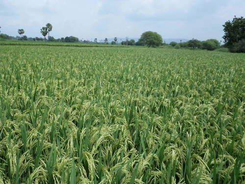 Paddy Sugandha Seeds