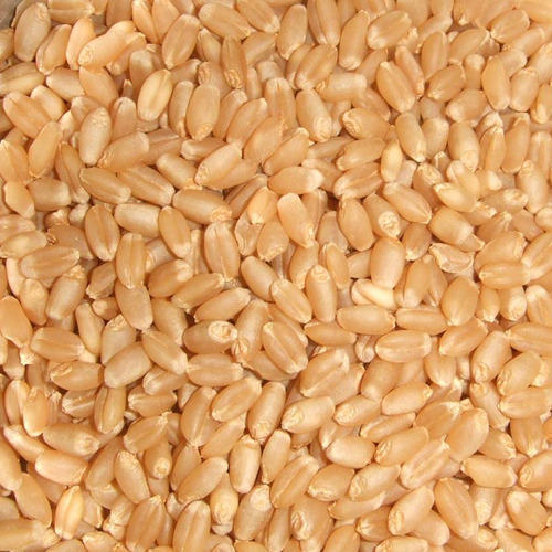 Saraswati Wheat