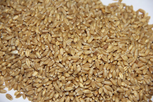 Wheat Seeds (1 Mill Quality)