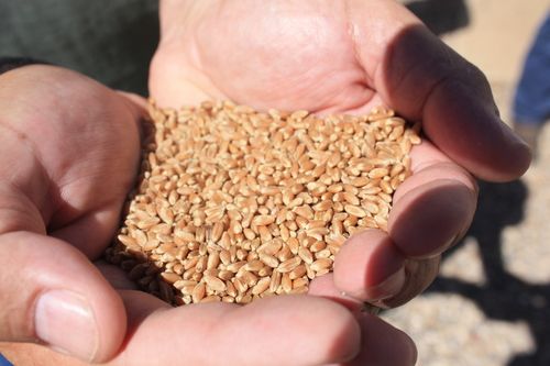 Off Hand Portable Wheat Seeds