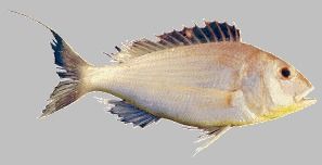 Yellow Fin Sea Bream