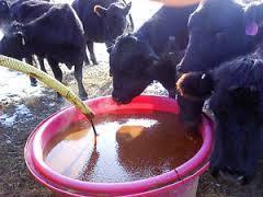 Cattle Feed Liquid