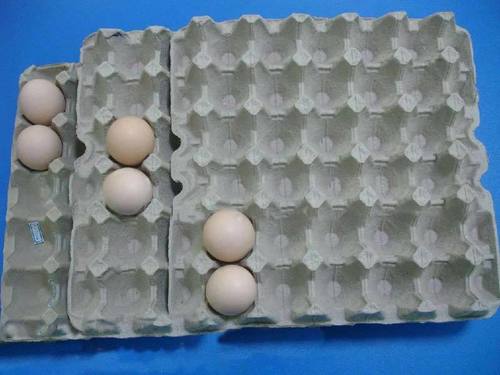 Egg Tray