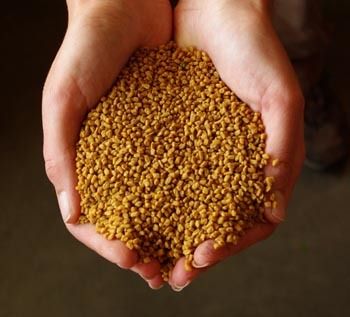 Fenugreek Seed