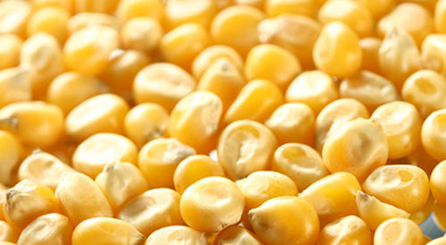 Corn Yellow Maize