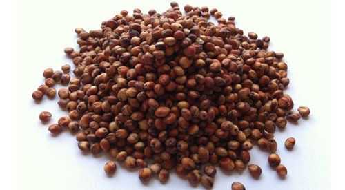 Sorghum