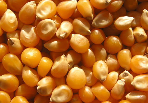 Organic Maize Seeds