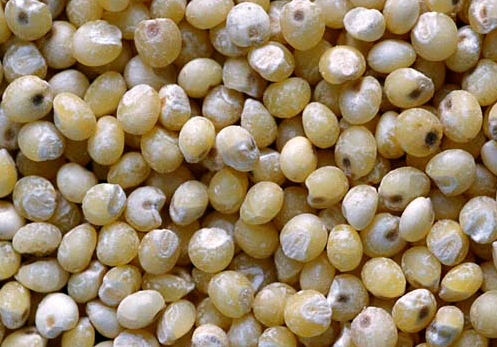 Organic Millet Seeds