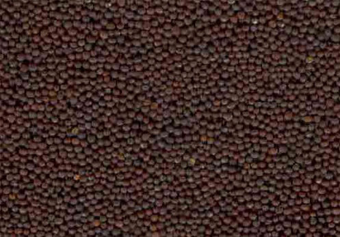 Organic mustard seeds