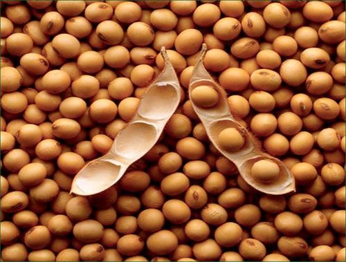 Organic soybean seeds