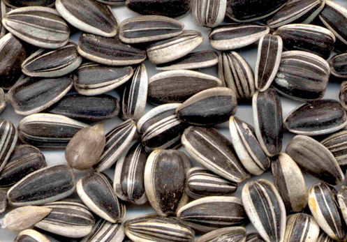 Organic Sunflower Seeds