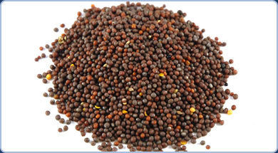 Brown Mustard Seed Application: Washroom