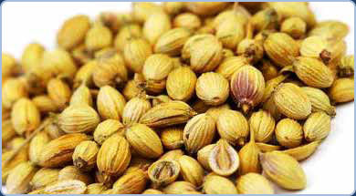 Coriander Seeds - Premium Quality, Healthy, Hygienic, Ideal for Diverse Cuisines