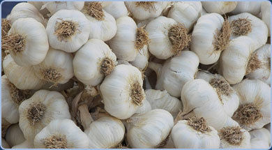 Garlic