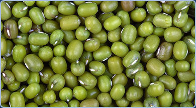 Green Gram Mung Bean