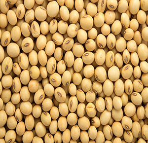 Organic Soybean Seeds