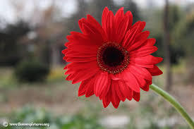 Gerbera Flower