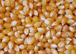 Maize Seeds