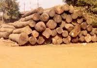 Premium Sal Wood Log