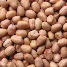 Groundnut Kernels