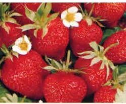 Strawberry Fruit