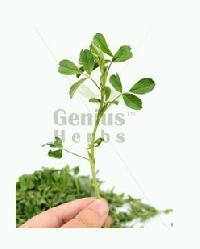 Alfalfa Grass