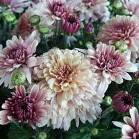 Chrysanthemum Plant