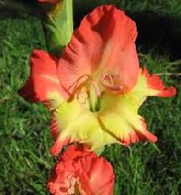 Gladiolus Flower