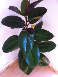 Rubber Plant