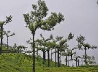 Silver Oak Trees