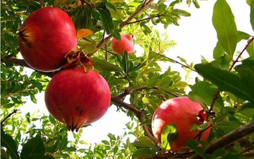 Punica Granatum (Pomegranate)