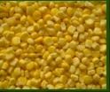 Frozen American Sweet Corn - Fresh, Tender & Juicy | Hygienically Processed, Organic Manure Cultivated, Rich in Taste, High in Antioxidants