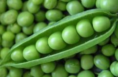 Fresh Green Peas