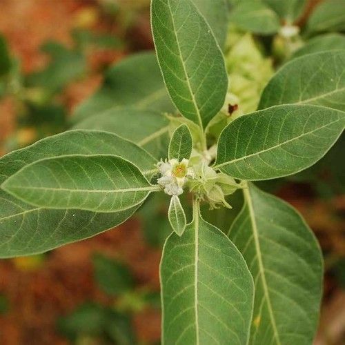 Ashwagandha Powder