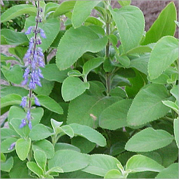 Coleus Forskohlii Extract