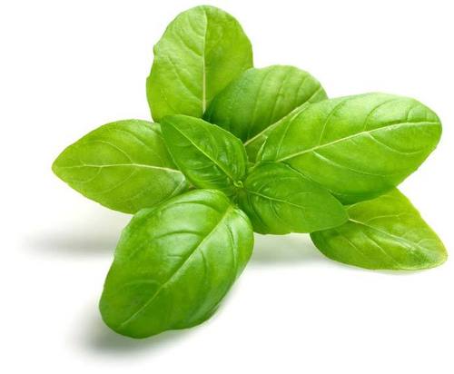 Basil Leaves