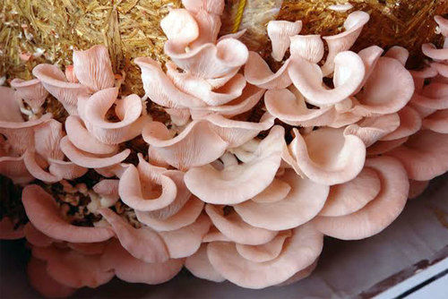 Oyster Mushrooms