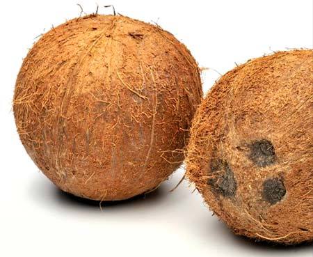 PRIYAS Coconut