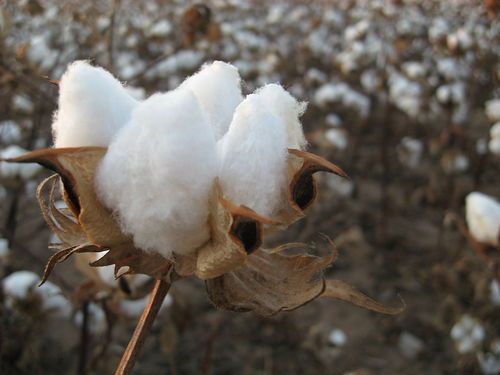 Loose Cotton