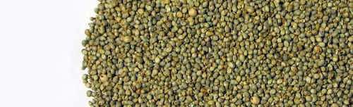 Green Millet