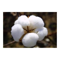 Natural Cotton Fiber