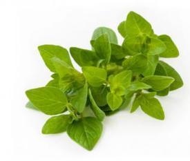 Oregano