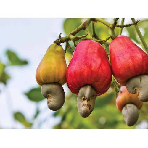 Tanzania Raw Cashew Nut