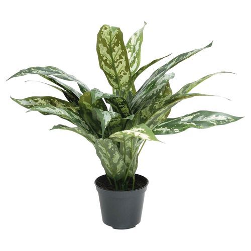 Aglaonema Silver Queen Plant