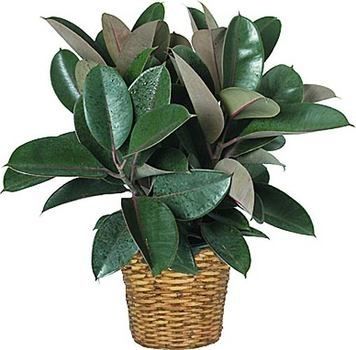 Rubber Plant - Easy Care Indoor Plant, Thrives in Low Light Conditions, Ideal for Beginners