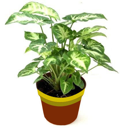 Syngonium Plant