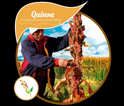 Quinoa